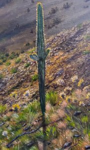 Arizona Cactus Sunset Oil Painting On Canvas