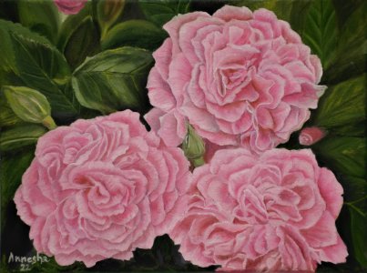 David Austin rose -Gertrude Jekyll , Large Pink Blooms on Canvas