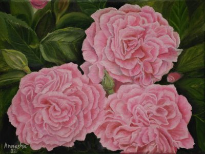 David Austin rose -Gertrude Jekyll , Large Pink Blooms on Canvas