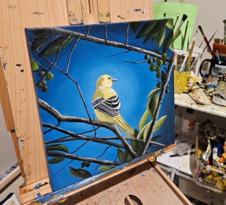 Spotlight on Saffron Finch