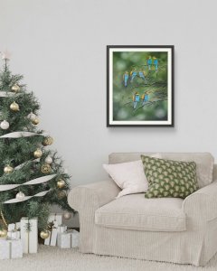 The European Robin Bird Bee Eater